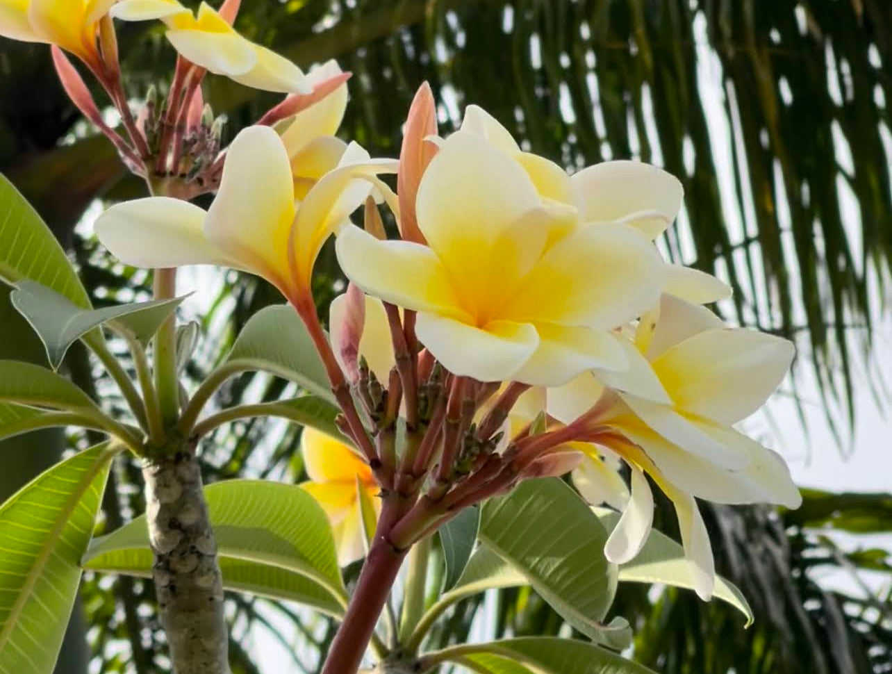 HowTo Propagate Frangipani (Plumeria) Plants Fun Garden Flag