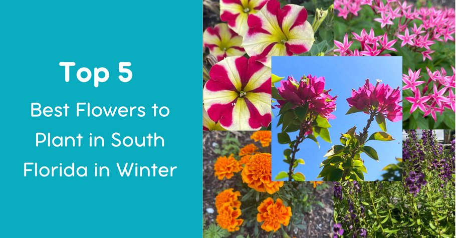 Top 5 Best Flowers to Plant in South Florida in Winter